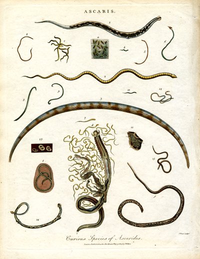 Varie specie di Ascaridi da John Pass