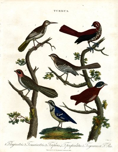 Varie specie di tordo (Turdus) da John Pass