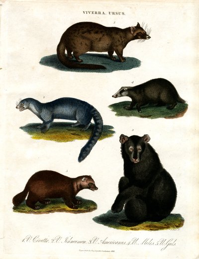 Viverra e Ursus: varie specie di zibetti e di orsi da John Pass