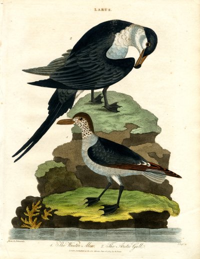Tignosa d