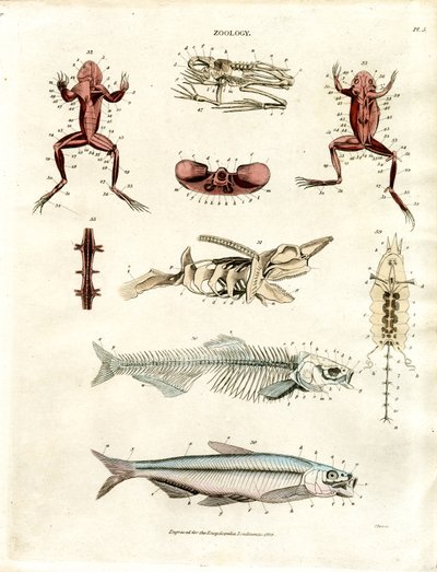 Illustrazioni anatomiche zoologiche (Piastra 5) da John Pass