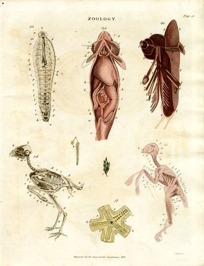 Illustrazioni anatomiche zoologiche (Piastra XV) da John Pass