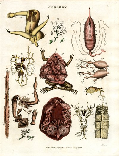 Zoologia Pl. II: Illustrazioni anatomiche di vari animali e organi da John Pass