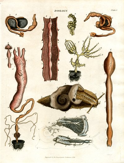 Zoologia Piastra I: Illustrazioni anatomiche di vari animali da John Pass