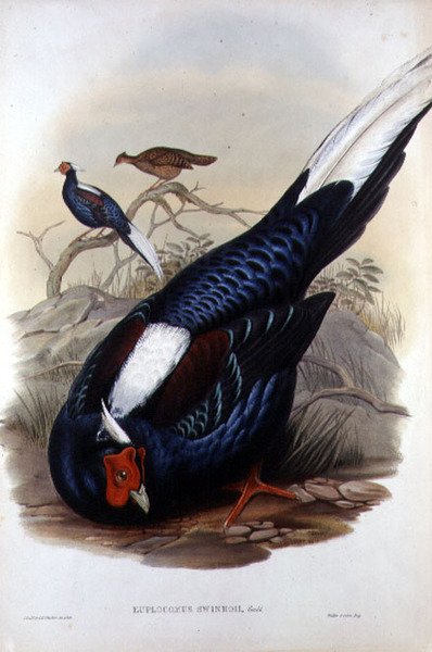 Euplocomus Swinhoii, inciso da Walter & Cohn, Londra, pub. tra il 1850-83 da John and Richter Henry Constantine (after) Gould
