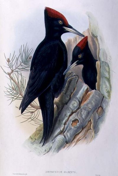 Grande picchio nero (Dryocopus Martius) da John and Richter Henry Constantine (after) Gould