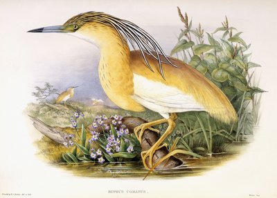 Buphus Comatus da John and Richter Henry Constantine Gould