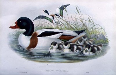 Volpoca (Tadorna Vulpanser) da John and Richter Henry Constantine (after) Gould