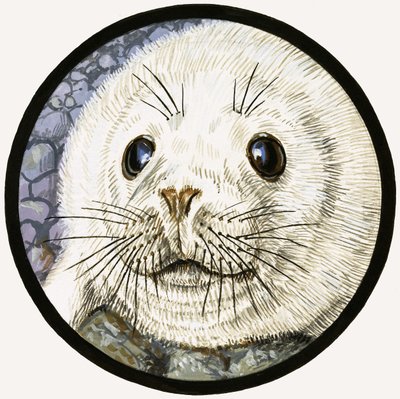 La nostra amica marina, la foca da John Rignall