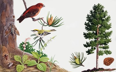 Il pino e i suoi abitanti da John Rignall