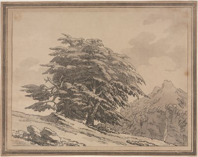 Delineazioni del carattere generale, ramificazioni e fogliame degli alberi della foresta: Cedro da John Robert Cozens