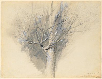 Germoglio di sicomoro da John Ruskin