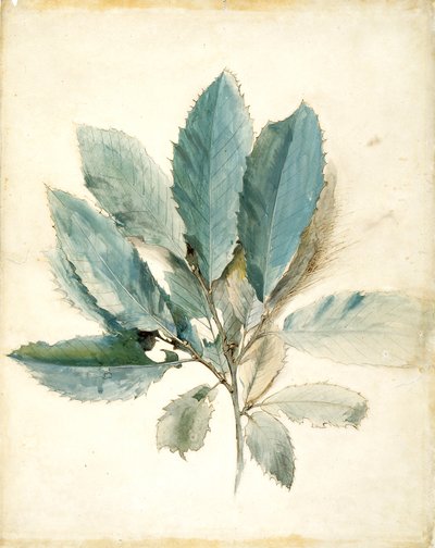 Foglie di castagno da John Ruskin