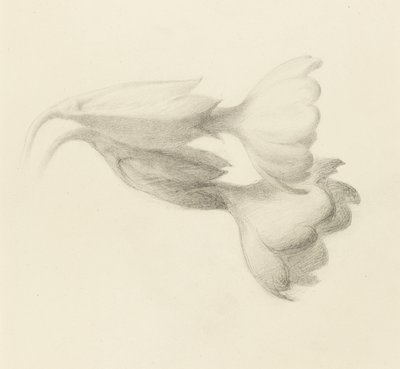 Campanelli di primula, probabilmente 1871 da John Ruskin