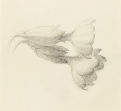 Campanelli di primula, probabilmente 1871 da John Ruskin