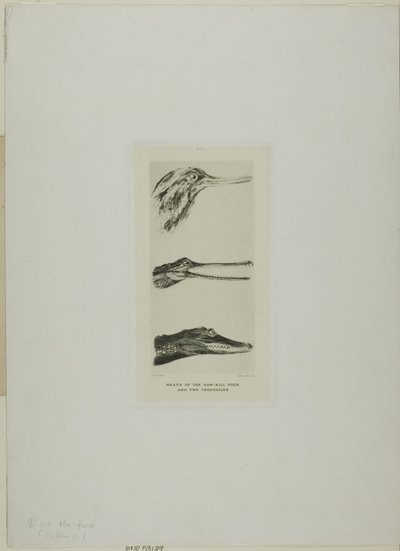Teste di anatre a becco di sega e due coccodrilli da John Ruskin