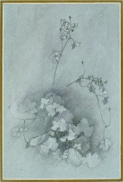 Cimbalaria murale 