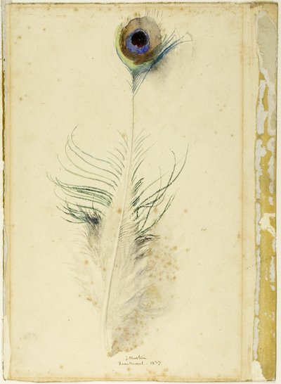 Piuma di pavone da John Ruskin