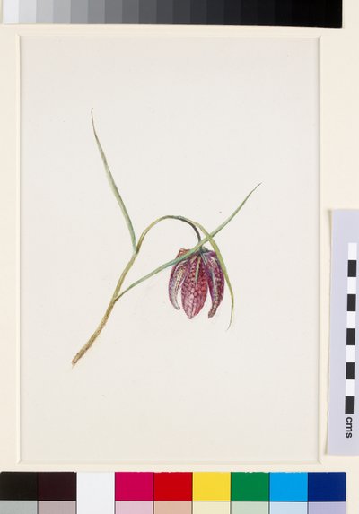 Fritillaria del serpente, prima di giugno 1871 da John Ruskin