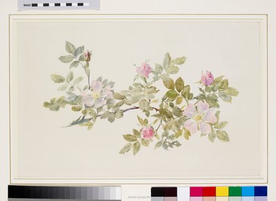 Studio di rosa selvatica (acquerello e bodycolor su grafite su carta vergata) da John Ruskin