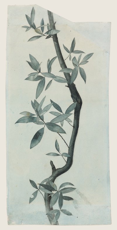 Studio di Foglie di Salice da John Ruskin