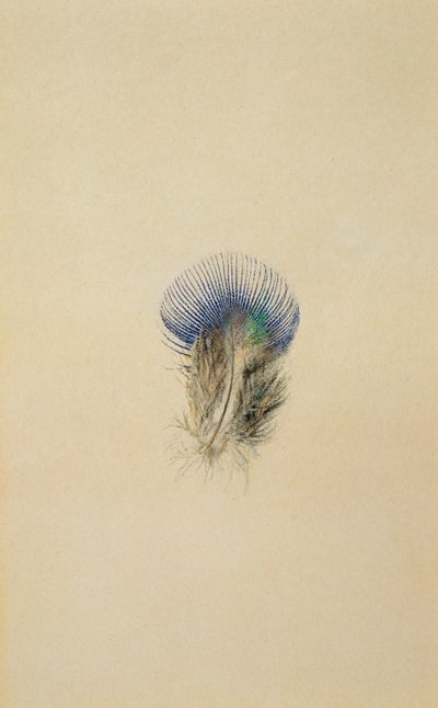 Studio di una piuma di pavone, 1873 da John Ruskin