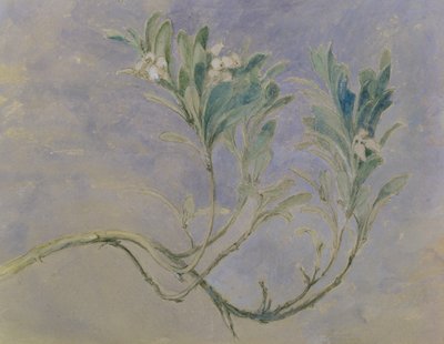 Studio di un ramoscello di mirto, c.1877 da John Ruskin