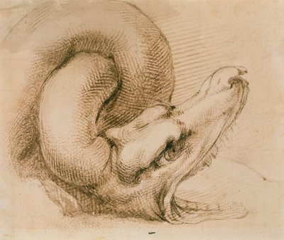 Studio della testa di un drago dopo Michelangelo da John Ruskin