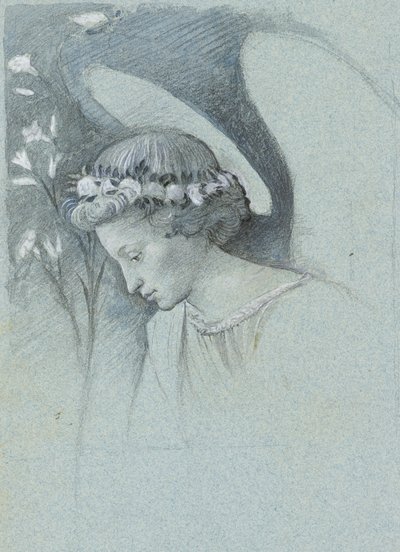 Studio della testa dell
