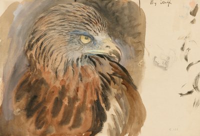 La testa di un nibbio, dal vivo, 30 agosto-1 settembre 1870 da John Ruskin