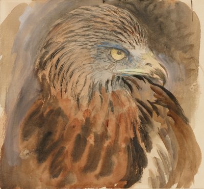La testa di un nibbio, dal vivo, 30 agosto - 1 settembre 1870 da John Ruskin