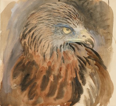La testa di un nibbio, dal vivo da John Ruskin