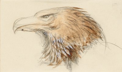 La testa di un
