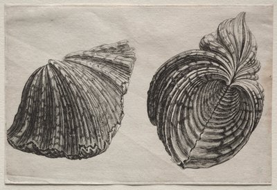 Conchiglie: Hippopus maculatus Lam da John Sell Cotman