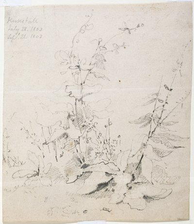 Studio di erbacce, Kirkstall da John Sell Cotman
