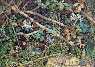 Nido di uccello tra rovi, caprifoglio e sottobosco da John Sherrin