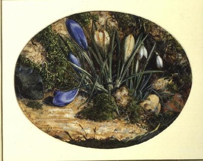 Crocus e bucaneve da John Sherrin