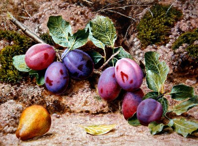 Natura morta con prugne e una pera su una riva muschiosa, c.1855 da John Sherrin