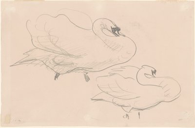 Studi di un Cigno, 1880-1900 da John Singer Sargent