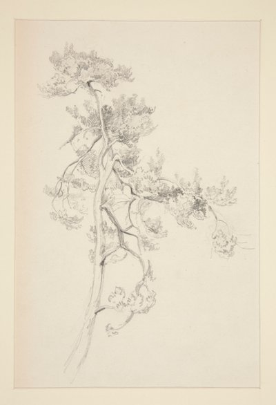 Albero e fogliame da John Singer Sargent