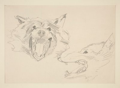 Due vedute di un lupo da John Singer Sargent