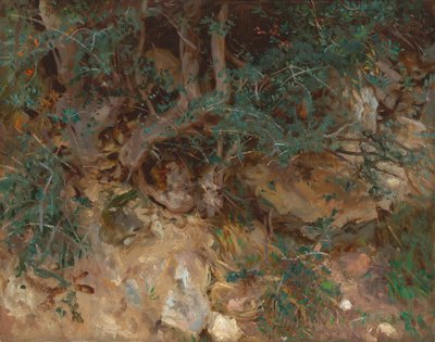 Radici di ulivo selvatico, Valldemosa, Maiorca da John Singer Sargent