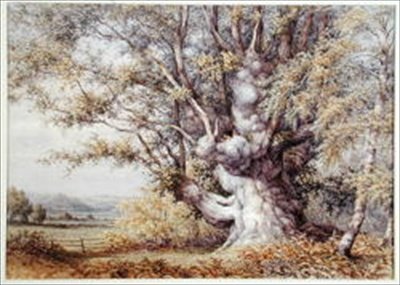 Scoiattoli in una quercia antica da John Skinner Clifton