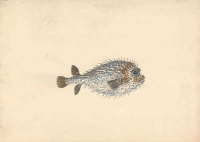 Un Pesce Porcospino da John Smart