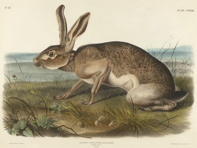 Lepre texana, 1848 da John T. Bowen