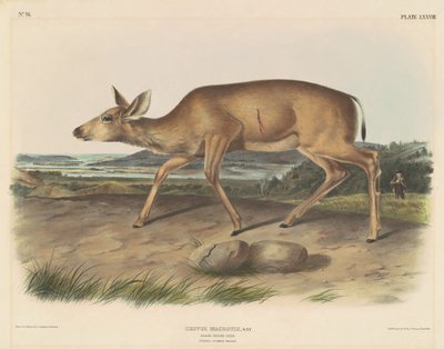 Cervo dalla coda nera da John T. Bowen, after John James Audubon