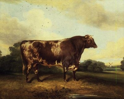 Toro marrone e bianco nel paesaggio da John Vine
