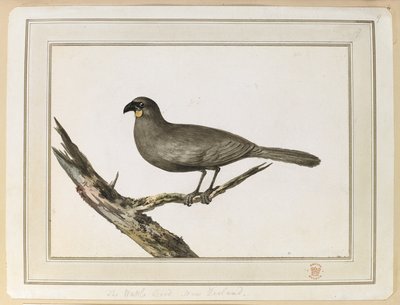 Disegno di un uccello Wattle; realizzato durante la visita in Nuova Zelanda tra il 12 e il 25 febbraio 1777, durante il terzo viaggio del Capitano Cook da John Webber