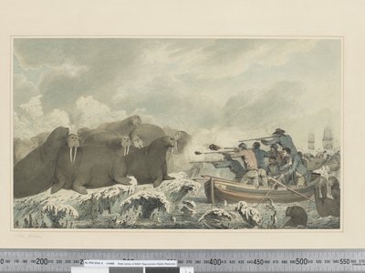 F.32 Cavalli marini, c.1773-84 da John Webber