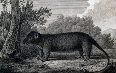 Opossum, incisione dal disegno di John Webber (1750-1793) realizzato durante il terzo viaggio di James Cook da John Webber
